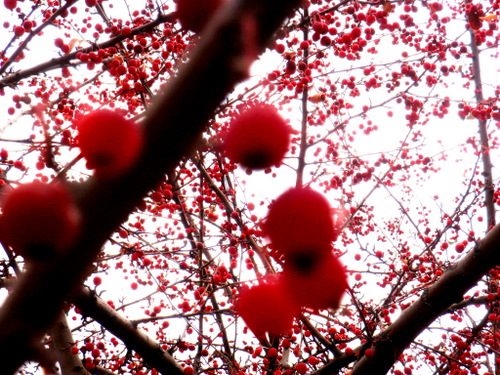 Berries in the sun, Colorado Springs suburbs.